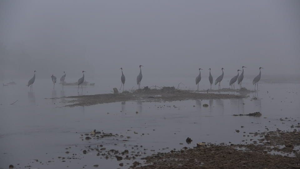 Birds on misty Jagadishpur Lake at dawn