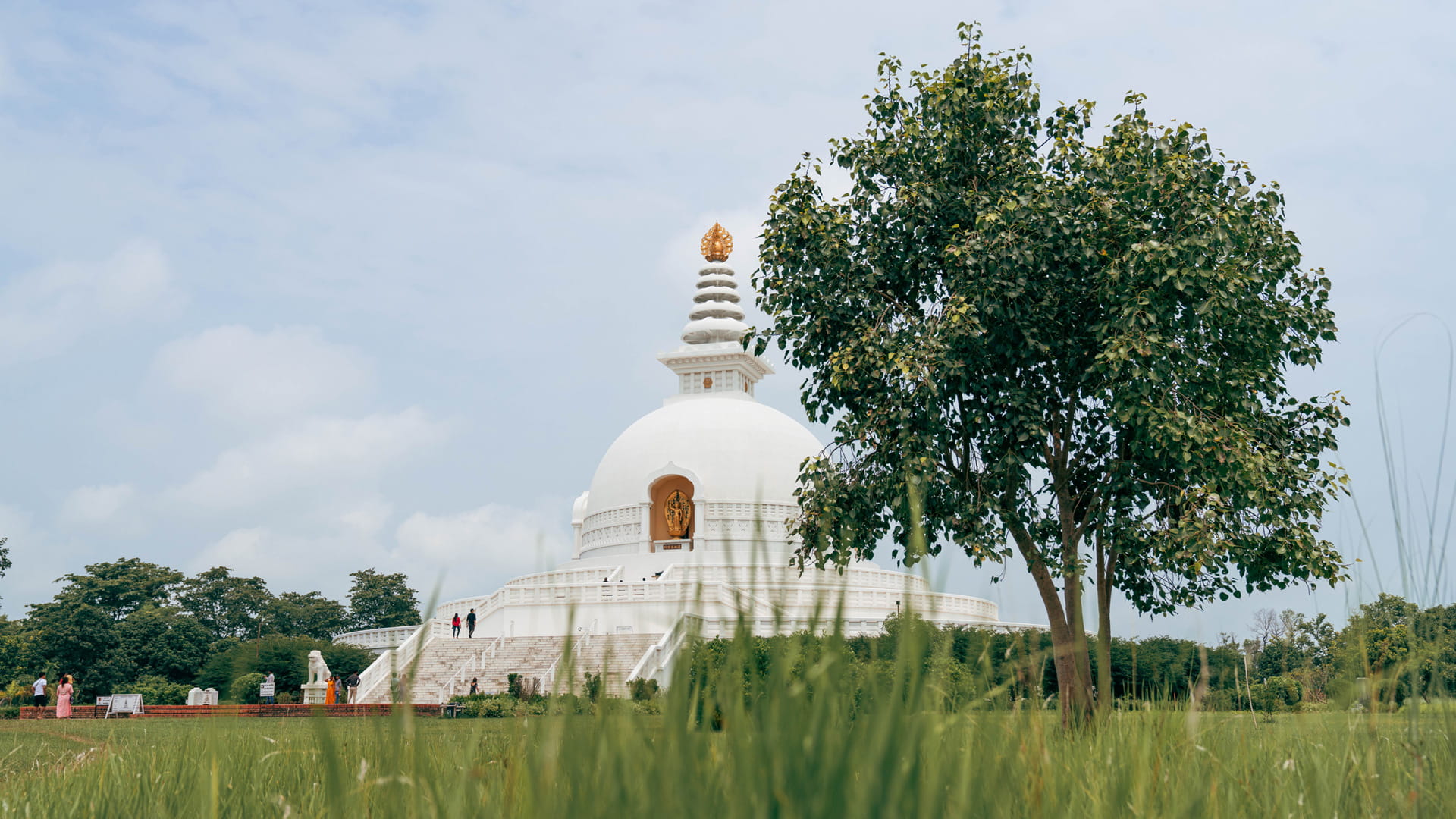 World Peace Pagoda stupa rising behind a tree in Lumbini