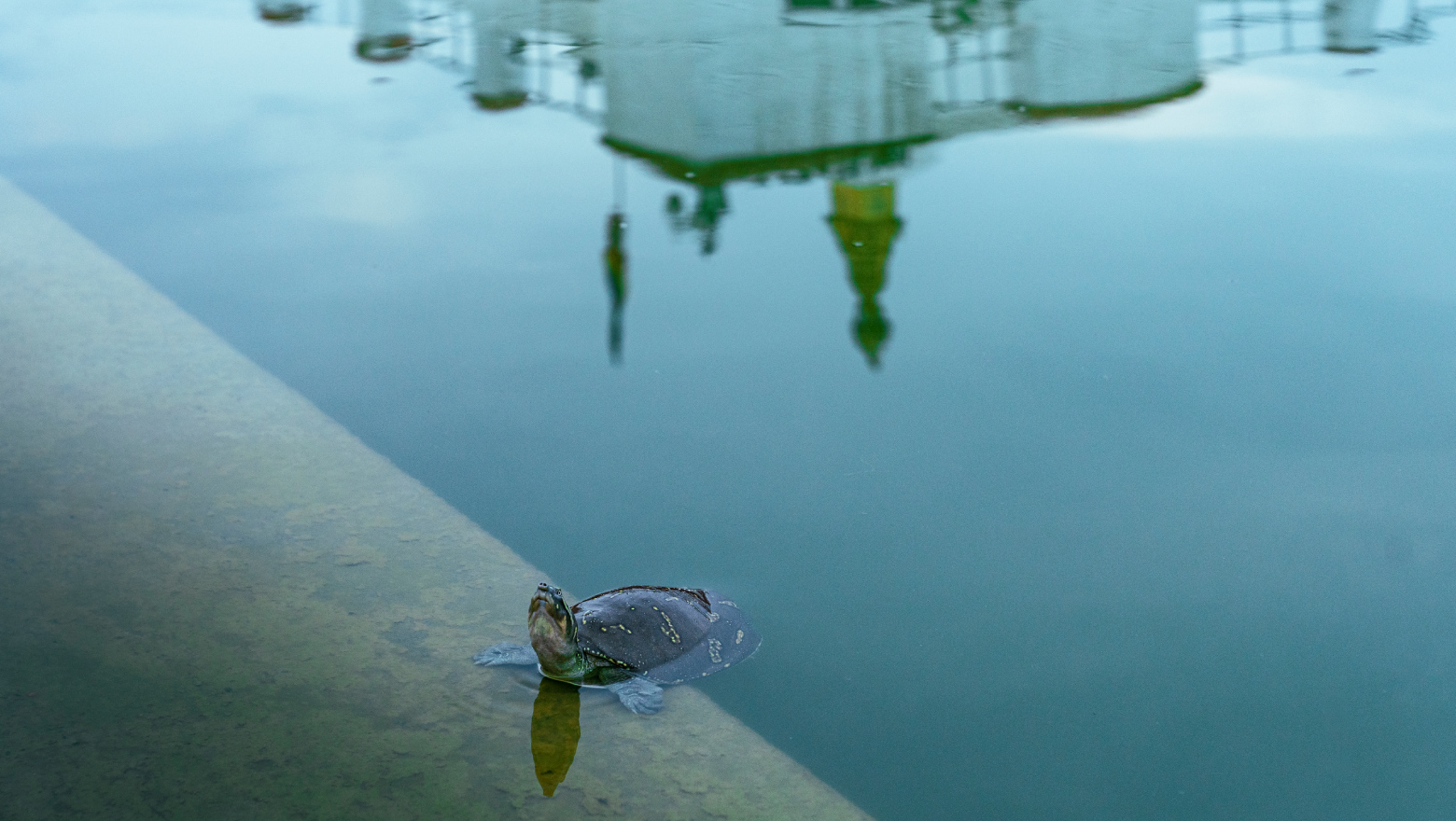 Water — Emotional Flow & Awareness